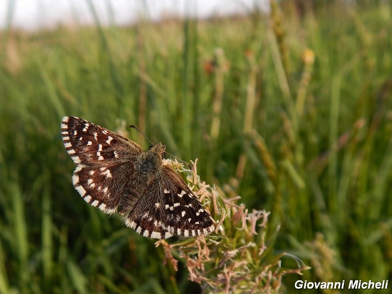 Pyrgus malvoides